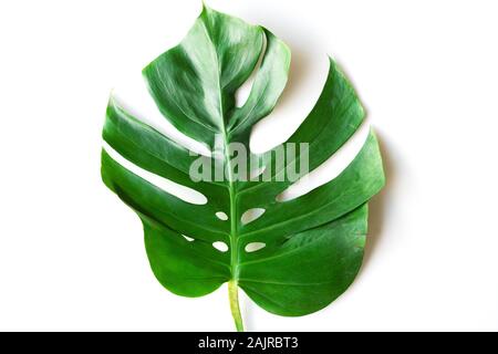 Dunkelgrün Monstera große Blätter isolieren, philodendron tropischen Pflanzen Pflanze, die in den Wilden auf weißem Hintergrund mit freistellungspfad Konzept für Flach Stockfoto