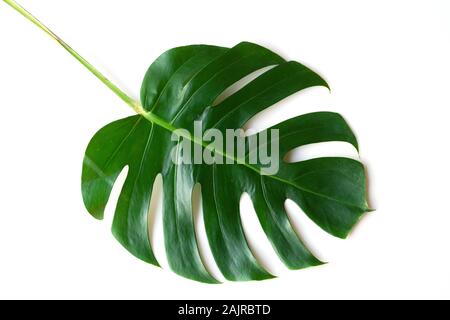 Dunkelgrün Monstera große Blätter isolieren, philodendron tropischen Pflanzen Pflanze, die in den Wilden auf weißem Hintergrund mit freistellungspfad Konzept für Flach Stockfoto
