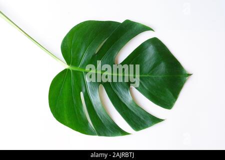 Dunkelgrün Monstera große Blätter isolieren, philodendron tropischen Pflanzen Pflanze, die in den Wilden auf weißem Hintergrund mit freistellungspfad Konzept für Flach Stockfoto