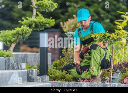 Professionelle Gärtner, seine Arbeit in einem Garten im Hinterhof. Schneiden von Pflanzen. Stockfoto