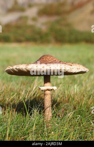 Der Sonnenschirm Pilz, Macrolepiota procera Stockfoto
