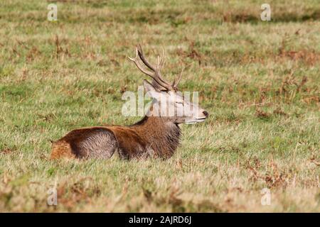 Rotwild-Hirsch Stockfoto