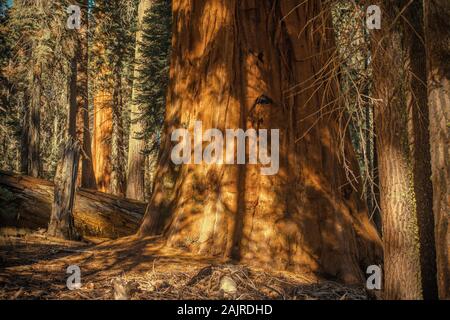 Alte Giant Sequoia. Sequoiadendron Giganteum auch als riesigen Redwood Redwood, Sierra, Sierra Redwood oder Wellingtonia Baum bekannt. Stockfoto