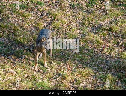 Apennine Wolf streift im Wildtiergebiet Civitella Alfedena. Abruzzen, Mittelitalien. Stockfoto