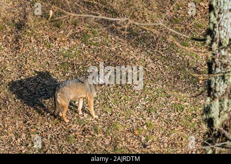 Apennine Wolf streift im Wildtiergebiet Civitella Alfedena. Abruzzen, Mittelitalien. Stockfoto