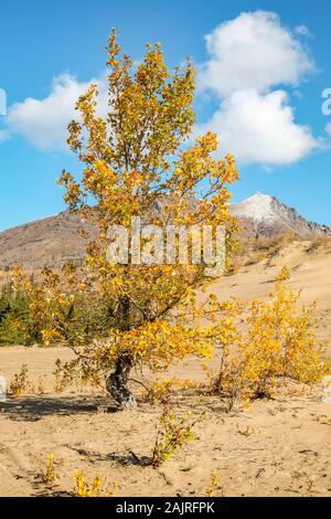 Carcross Dessert, Yukon Territory, Kanada Stockfoto