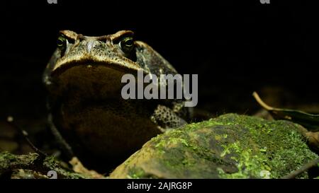 Riesige Kröte (Rhinella Marina) Suchen Sie mürrisch in den Amazonas Regenwald in Peru in der Nacht Stockfoto