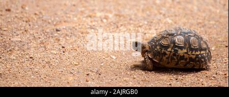 Schildkröte zu Fuß über die Straße, auf Safari in Kenia Stockfoto