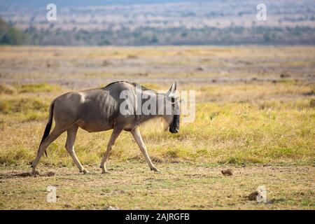 Gnu Antilope ist Wandern, auf Safari in Kenia Stockfoto