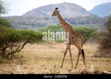 Giraffe ist zu Fuß zwischen den Büschen in der Savanne Kenias Stockfoto