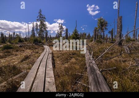 Board Gehweg in Moore typischer Wanderweg Stockfoto