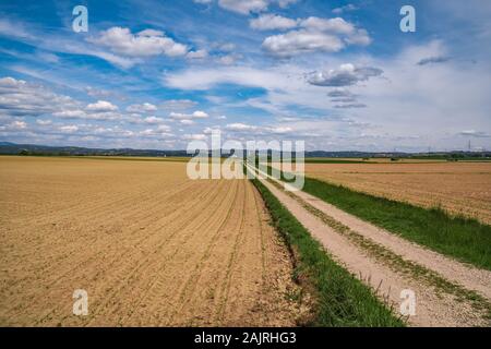 Board Gehweg in Moore typischer Wanderweg Stockfoto