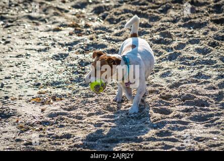 Jack Russel Hund spielen auf dem Strand im Sommer morgen Stockfoto