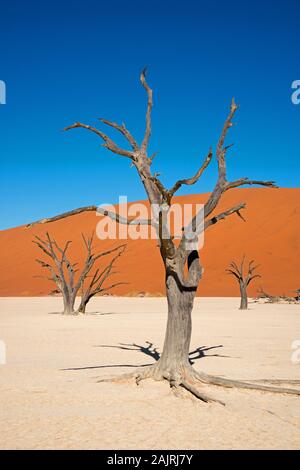 Abgestorbene Kameldornbaeume, Dead Vlei, Namib-Naukluft-Park, Namib-Wueste, Namibia/Namib-Wüste, Kameldornbäume, (Acacia Erioloba) Stockfoto