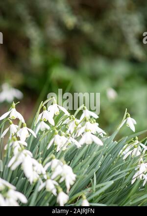 Britischen Schneeglöckchen (Galanthus nivalis) an der Königlichen Gartenbaugesellschaft Gärten Rosemoor in Torrington North Devon - Februar 2019 Stockfoto