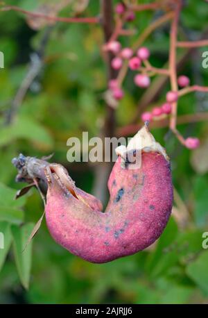 Pistacia Horn Gall Orang-utan-Baizongia pistaciae Große rosa Gall auf Terpentin Baum - Pistacia terebinthus Stockfoto