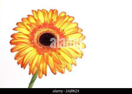 Gerber Daisy auf weißem Hintergrund. Bild enthält Platz kopieren Stockfoto
