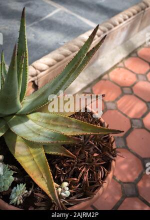 Innenraum Aloe Vera Pflanze im Topf im Wintergarten auf Fliesenboden mit zwei gegensätzlichen Fliese Muster Stockfoto