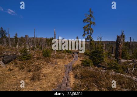 Board Gehweg in Moore typischer Wanderweg Stockfoto