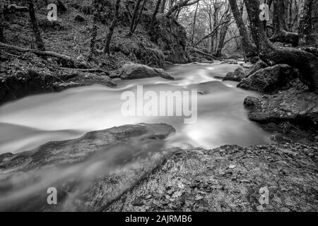 Schwarz und Weiß auf den Fluss Fowey läuft durch den Wald und über Geröll an Golitha Falls National Nature Reserve im Winter Stockfoto