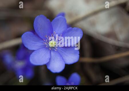 Single muskeltrainings Lila Blume - Frühling anzeigen Stockfoto