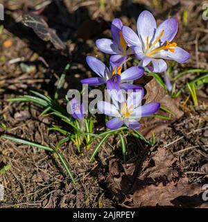 Die ersten Krokusse ein Jahr, das durch den trockenen Boden und deren Blüten glänzen im Sonnenlicht. Stockfoto