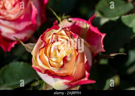 Close-up eine helle rote und gelbe rose (Gattung Rosa). Stockfoto