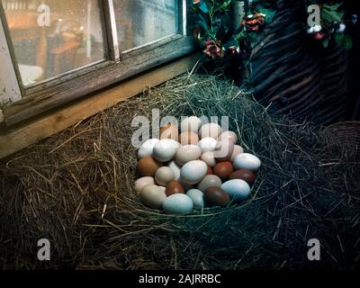 Eine Menge Eier von Hausgefluegel, in den Heuboden im Nest Stockfoto