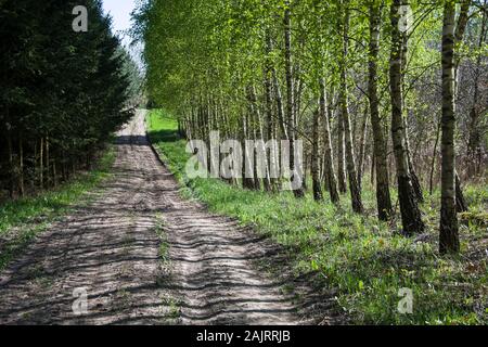 Avenue unter Bäumen Stockfoto