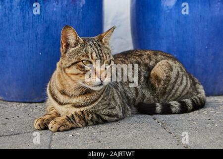 Tabby Katze liegend im Freien auf dem Boden Stockfoto