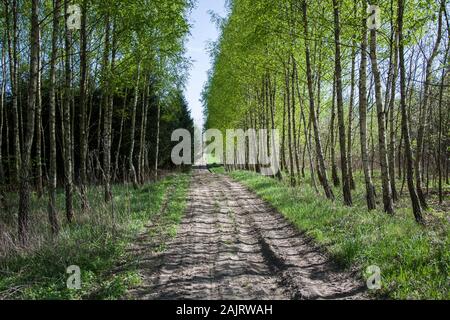 Bäume von der Straße Stockfoto