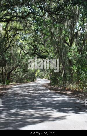 Die Sonne scheint im September durch eine schattige Straße im Fort Clinch State Park, Florida, USA Stockfoto