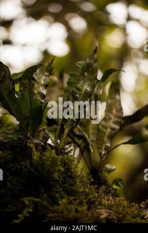 Bild des Schönen parasitäre Pflanzen und Blumen auf Baum im Monteverde Cloud Forest Stockfoto