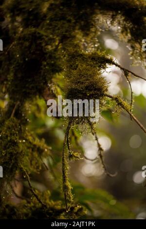 Bild des Schönen parasitäre Pflanzen und Blumen auf Baum im Monteverde Cloud Forest Stockfoto