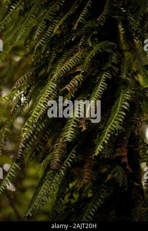 Bild des Schönen parasitäre Pflanzen und Blumen auf Baum im Monteverde Cloud Forest Stockfoto