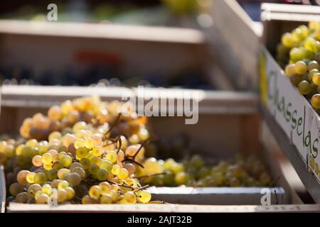 Weintrauben und andere Früchte zum Verkauf auf dem Wochenmarkt in Etel, einem kleinen Thunfischfang-Ort in der Bretagne, Westfrankreich. Stockfoto