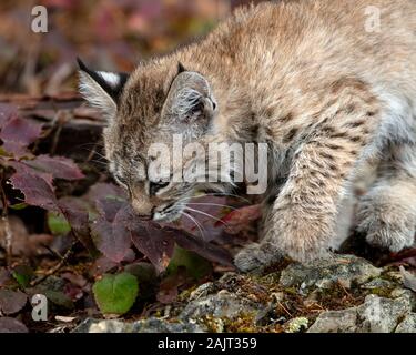 Bobcat-Kätzchen Stockfoto