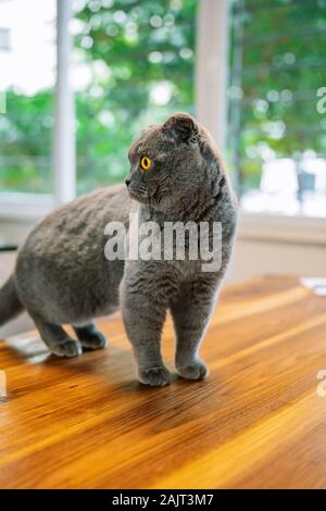 Nette und schöne Katze. Dies ist Britisch Kurzhaar und Scottish Fold graue Katze. Stockfoto