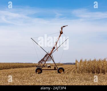 Rostige alte Drehmittelpunkt Bewässerungssystem im Kornfeld mit ständigen Maisstengel zur Ernte auf jeder Seite bereit Stockfoto