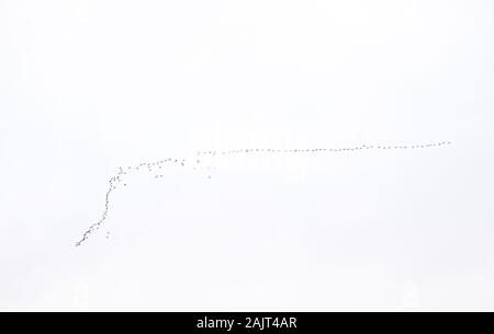 Herde von rosa Gänse (Anser brachyrhynchus) fliegen in V-Formation, Loch Leven National Nature Reserve, Schottland, Großbritannien. Stockfoto