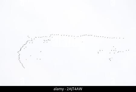 Herde von rosa Gänse (Anser brachyrhynchus) fliegen in V-Formation, Loch Leven National Nature Reserve, Schottland, Großbritannien. Stockfoto