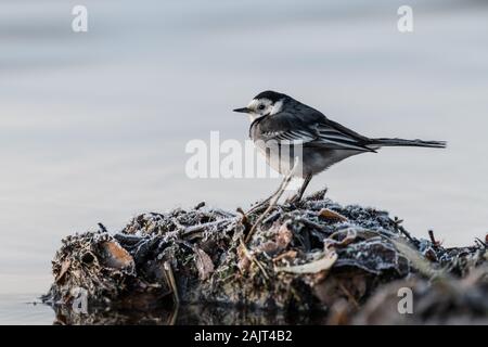 Pied Bachstelze (Motacilla alba) An einem frostigen Ufer gelegen, Loch Leven National Nature Reserve, Schottland, Großbritannien. Stockfoto