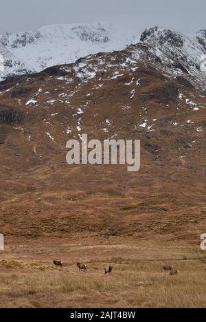 Red Deer (Cervus elaphus) im Applecross Hills, Teil der Nordküste 500 touristische Route. Stockfoto