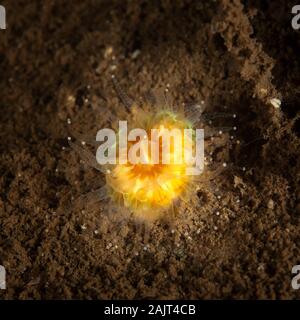 Eine bunte Devonshire Cup Caryophyllia smithii) Coral (Fütterung, Loch Fyne, Schottland, Großbritannien. Stockfoto