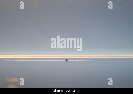 Weibliche schellente (Bucephala clangula) Schwimmen auf dem See bei Sonnenaufgang, Loch Leven National Nature Reserve, Schottland, Großbritannien. Stockfoto