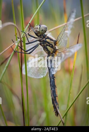 Frau Schwarz Darter (Sympetrum danae) Libelle auf Gras, Glen Feshie, Schottland, Großbritannien. Stockfoto