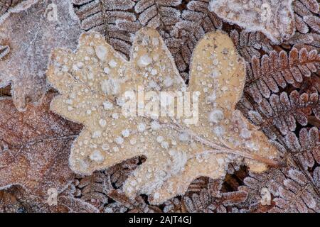 Frosty Englisch oak leaf (Quercus robur), Eiskristalle in great detail. Stockfoto
