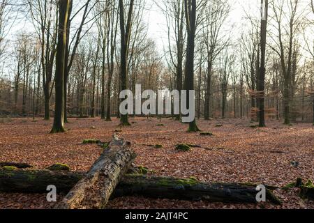 Buche Bäume in einem Wald Landschaft im Winter bei Gees, Provinz Drenthe, Niederlande Stockfoto