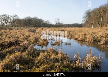 Schlängelnden Bach in der Natur Landschaft mit Wasser bei Gees, Provinz Drenthe, Niederlande Stockfoto