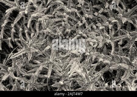Carlina acaulis, stemless Silberdistel, im Winter Stockfoto